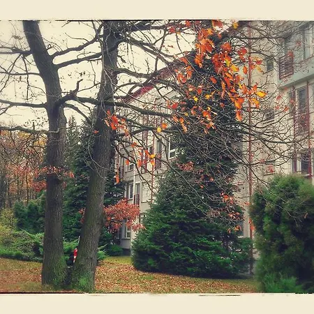 Apartamento Fészek *